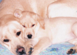 Prunelle&son bebe